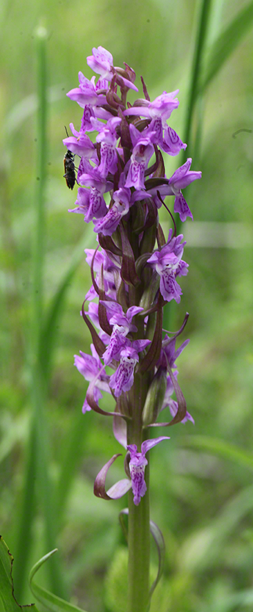 Dactylorhiza incarnata – Fleisch-Fingerwurz